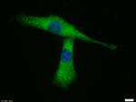 pan Cadherin Antibody in Immunocytochemistry (ICC/IF)