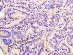 pan Cadherin Antibody in Immunohistochemistry (Paraffin) (IHC (P))