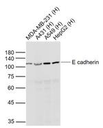 pan Cadherin Antibody in Western Blot (WB)