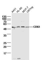 CD63/MLA1 Antibody in Western Blot (WB)