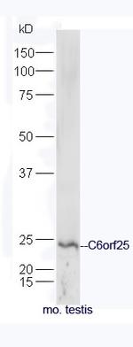 C6orf25 Antibody in Western Blot (WB)