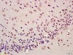 ATF4/CREB-2 Antibody in Immunohistochemistry (Paraffin) (IHC (P))