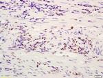 ATF4/CREB-2 Antibody in Immunohistochemistry (Paraffin) (IHC (P))