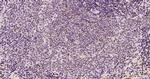 ATF4/CREB-2 Antibody in Immunohistochemistry (Paraffin) (IHC (P))