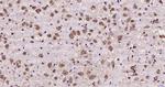 ATF4/CREB-2 Antibody in Immunohistochemistry (Paraffin) (IHC (P))