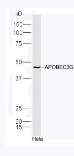 APOBEC3G Antibody in Western Blot (WB)