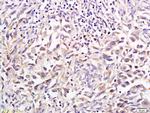 Shh Antibody in Immunohistochemistry (Paraffin) (IHC (P))