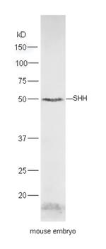 Shh Antibody in Western Blot (WB)