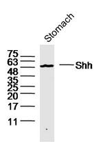 Shh Antibody in Western Blot (WB)