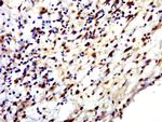 HENMT1 Antibody in Immunohistochemistry (Paraffin) (IHC (P))