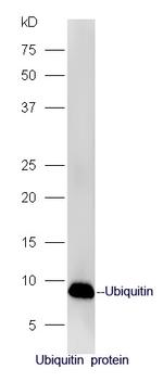 Ubiquitin Antibody in Western Blot (WB)