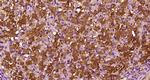 CCL26 Antibody in Immunohistochemistry (Paraffin) (IHC (P))