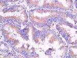 CD55/DAF Antibody in Western Blot (WB)