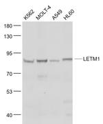 LETM1 Antibody in Western Blot (WB)