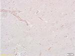 GLP-1R Antibody in Immunohistochemistry (Paraffin) (IHC (P))