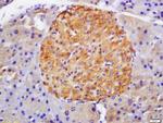 GLP-1R Antibody in Immunohistochemistry (Paraffin) (IHC (P))