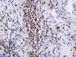 Annexin A1 Antibody in Immunohistochemistry (Paraffin) (IHC (P))