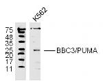 PUMA Antibody in Western Blot (WB)