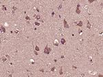 IFNA8 Antibody in Immunohistochemistry (Paraffin) (IHC (P))