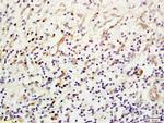 Mannose-binding protein C Antibody in Immunohistochemistry (Paraffin) (IHC (P))