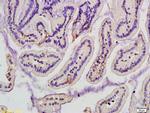 Mannose-binding protein C Antibody in Immunohistochemistry (Paraffin) (IHC (P))