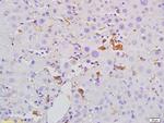 Mannose-binding protein C Antibody in Immunohistochemistry (Paraffin) (IHC (P))