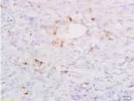 SP-D/PSPD Antibody in Immunohistochemistry (Paraffin) (IHC (P))