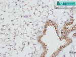 SP-D/PSPD Antibody in Immunohistochemistry (Paraffin) (IHC (P))