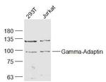 Gamma-Adaptin Antibody in Western Blot (WB)