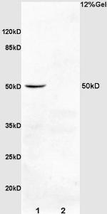 PDCD4 Antibody in Western Blot (WB)