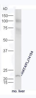 HAT4 Antibody in Western Blot (WB)