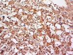 FUCA2 Antibody in Immunohistochemistry (Paraffin) (IHC (P))