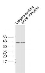 CDX2 Antibody in Western Blot (WB)