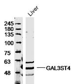 GAL3ST4 Antibody in Western Blot (WB)