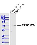 GPR172A Antibody in Western Blot (WB)