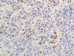 CXCR2/CD182 Antibody in Immunohistochemistry (Paraffin) (IHC (P))