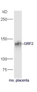 GRF2 Antibody in Western Blot (WB)