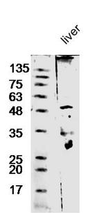 Antithrombin 3 Antibody in Western Blot (WB)