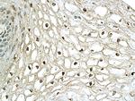 XBP1 Antibody in Immunohistochemistry (Paraffin) (IHC (P))