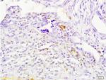 Cathepsin H/CTSH Antibody in Immunohistochemistry (Paraffin) (IHC (P))