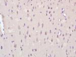 KCTD19 Antibody in Immunohistochemistry (Paraffin) (IHC (P))