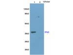 Wnt3a Antibody in Western Blot (WB)