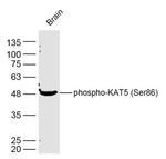 Phospho-KAT5 (Ser86) Antibody in Western Blot (WB)