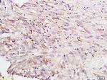 Carbonic anhydrase 2 Antibody in Immunohistochemistry (Paraffin) (IHC (P))