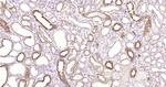 pan Cytokeratin Antibody in Immunohistochemistry (Paraffin) (IHC (P))