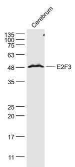 E2F3 Antibody in Western Blot (WB)