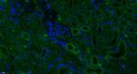 MASP Antibody in Immunohistochemistry (Paraffin) (IHC (P))