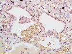 MASP Antibody in Immunohistochemistry (Paraffin) (IHC (P))