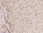 ABCG4 Antibody in Immunohistochemistry (Paraffin) (IHC (P))