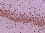 SCFD2 Antibody in Immunohistochemistry (Paraffin) (IHC (P))